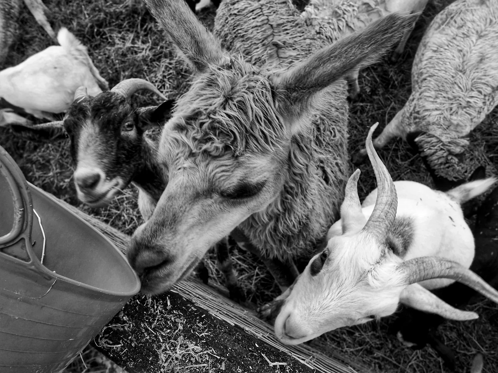 Horses and goats grazing in a fenced pasture.