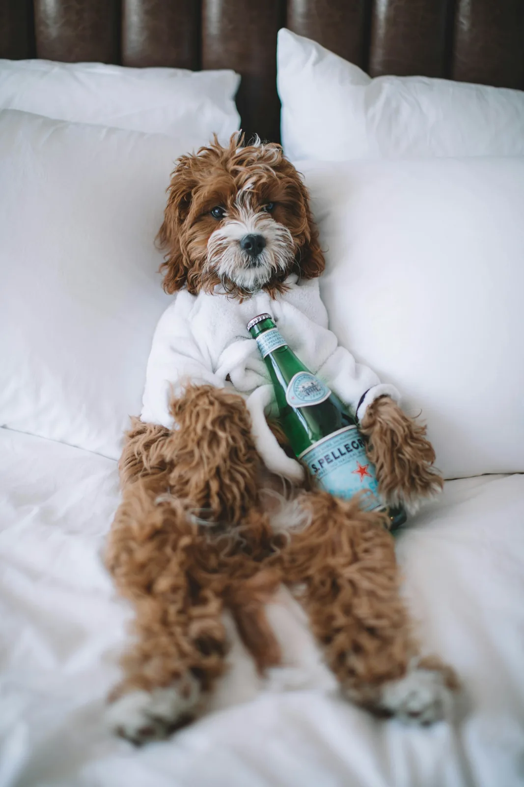 A dog relaxing indoors during a trip.