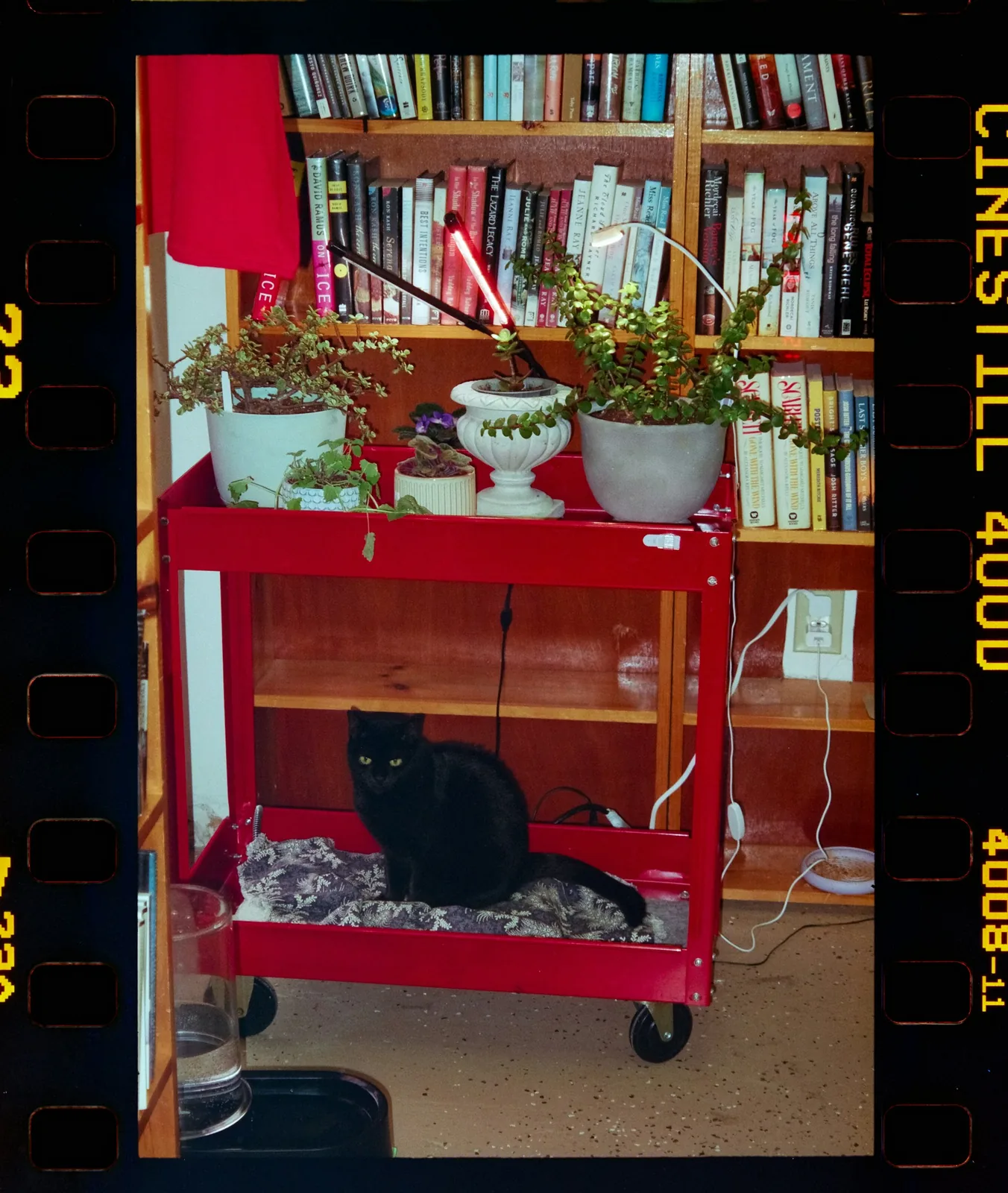 A cat resting comfortably among houseplants.