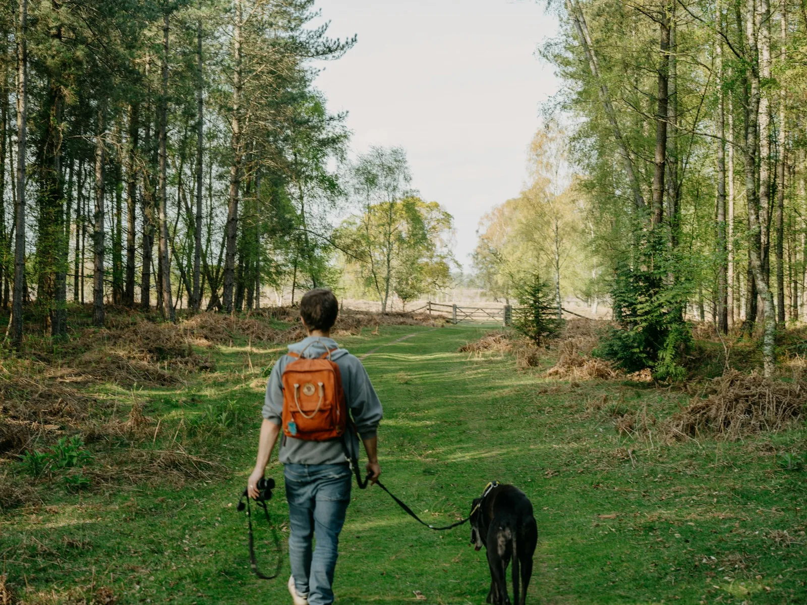 A walker and dog moving along a wooded trail.