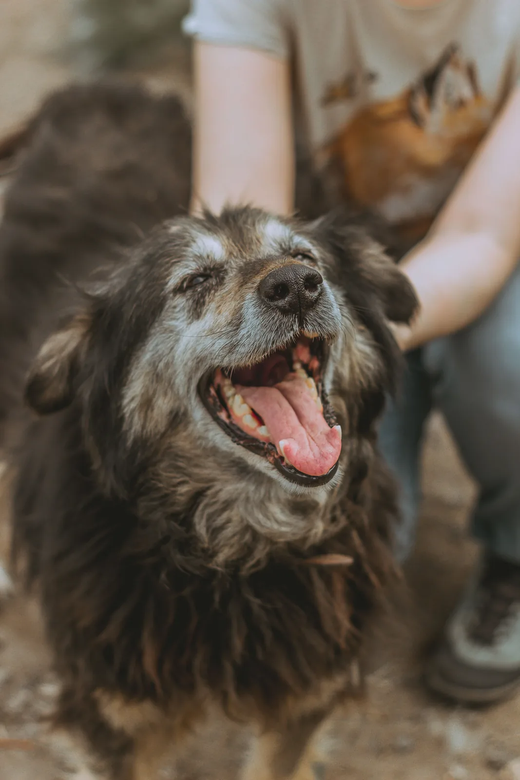 A senior dog receiving calm, attentive care.